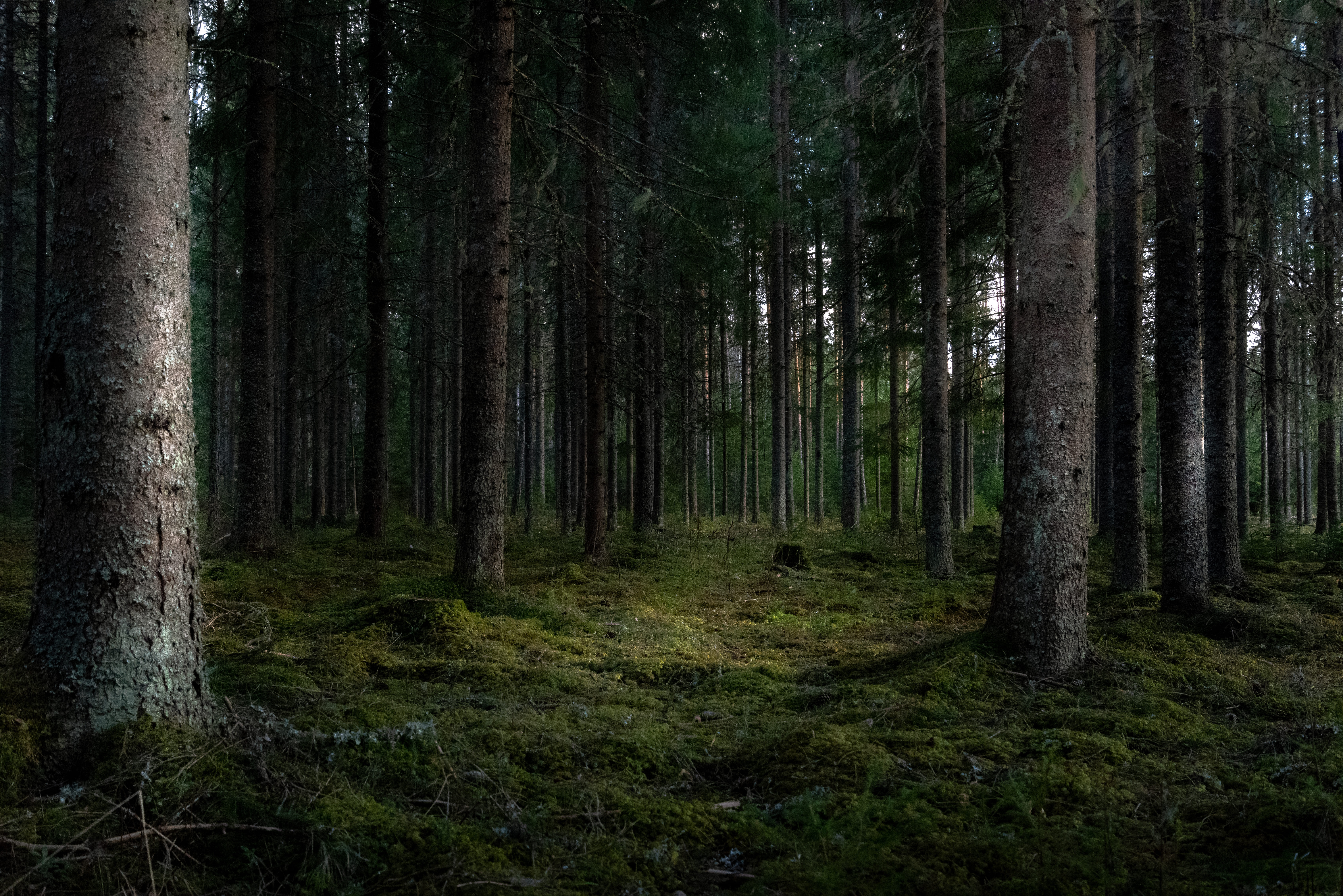 beautiful-shot-forest-with-tall-green-trees (1).jpg